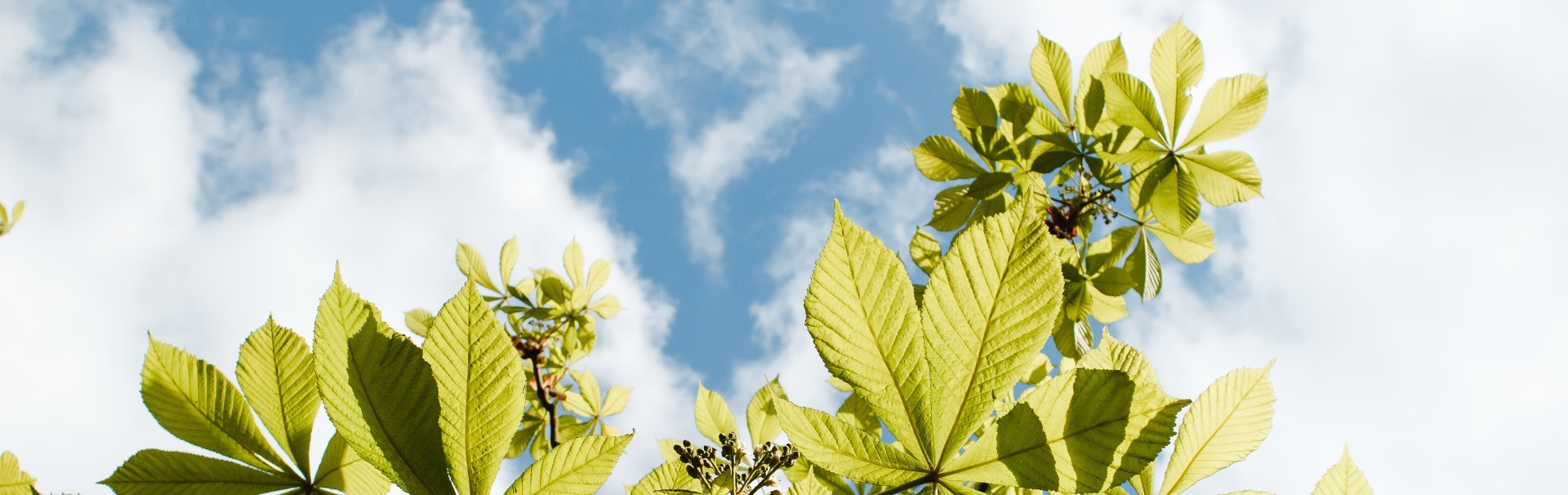Bright green leaves under a blue sky with scattered clouds.